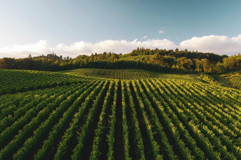 Zenith Vineyard outside Salem, OR